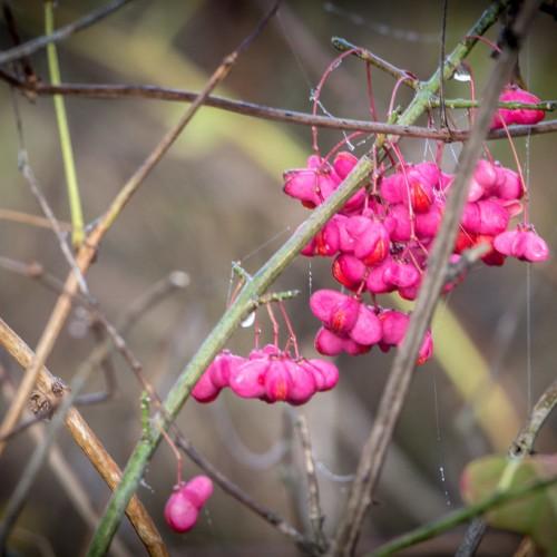 pink-red flowers with green-brown stems and green leaves