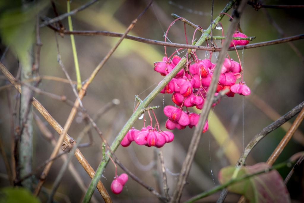 pink-red flowers with green-brown stems and green leaves