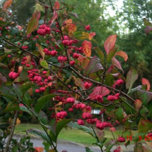 pink fruits with green-pink leaves and brown branches