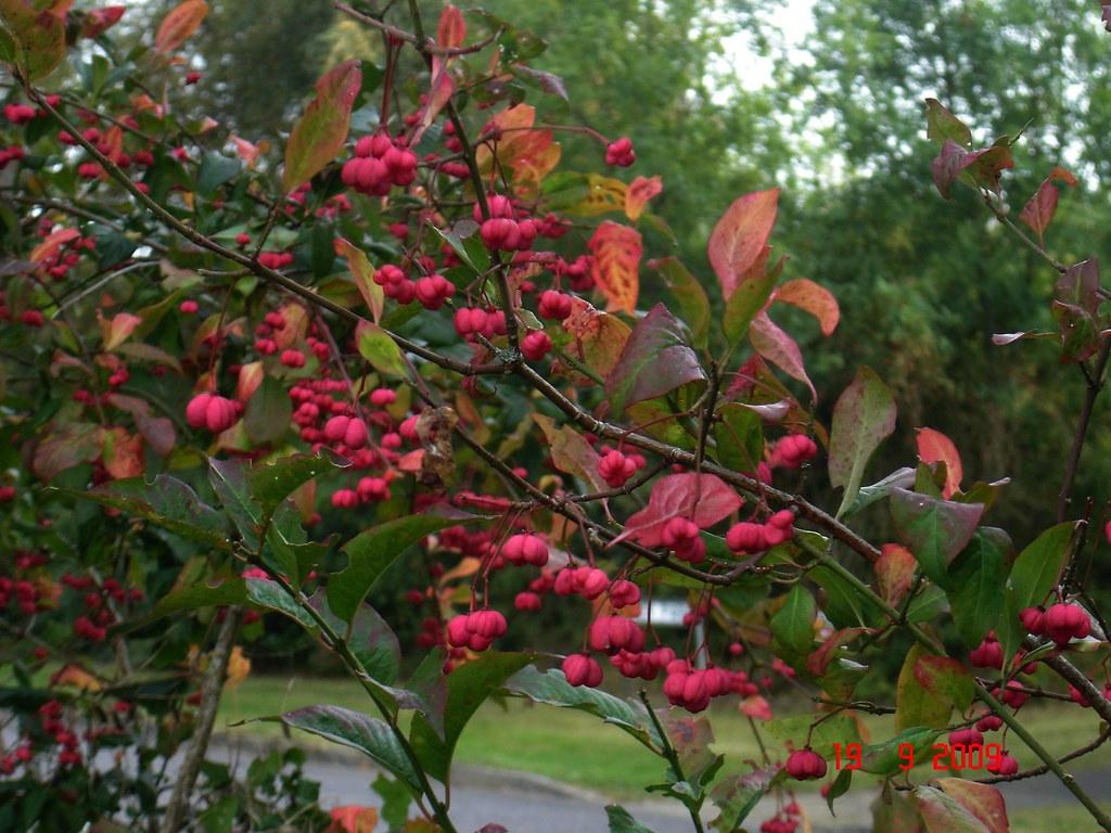 pink fruits with green-pink leaves and brown branches
