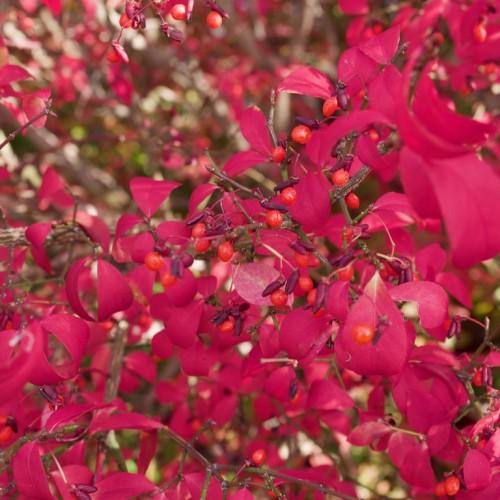 red fruits, maroon buds, pink-red leaves on red-green petioles and stems