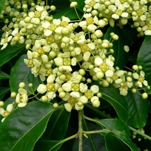 yellow flowers and buds with green leaves and lime stems 