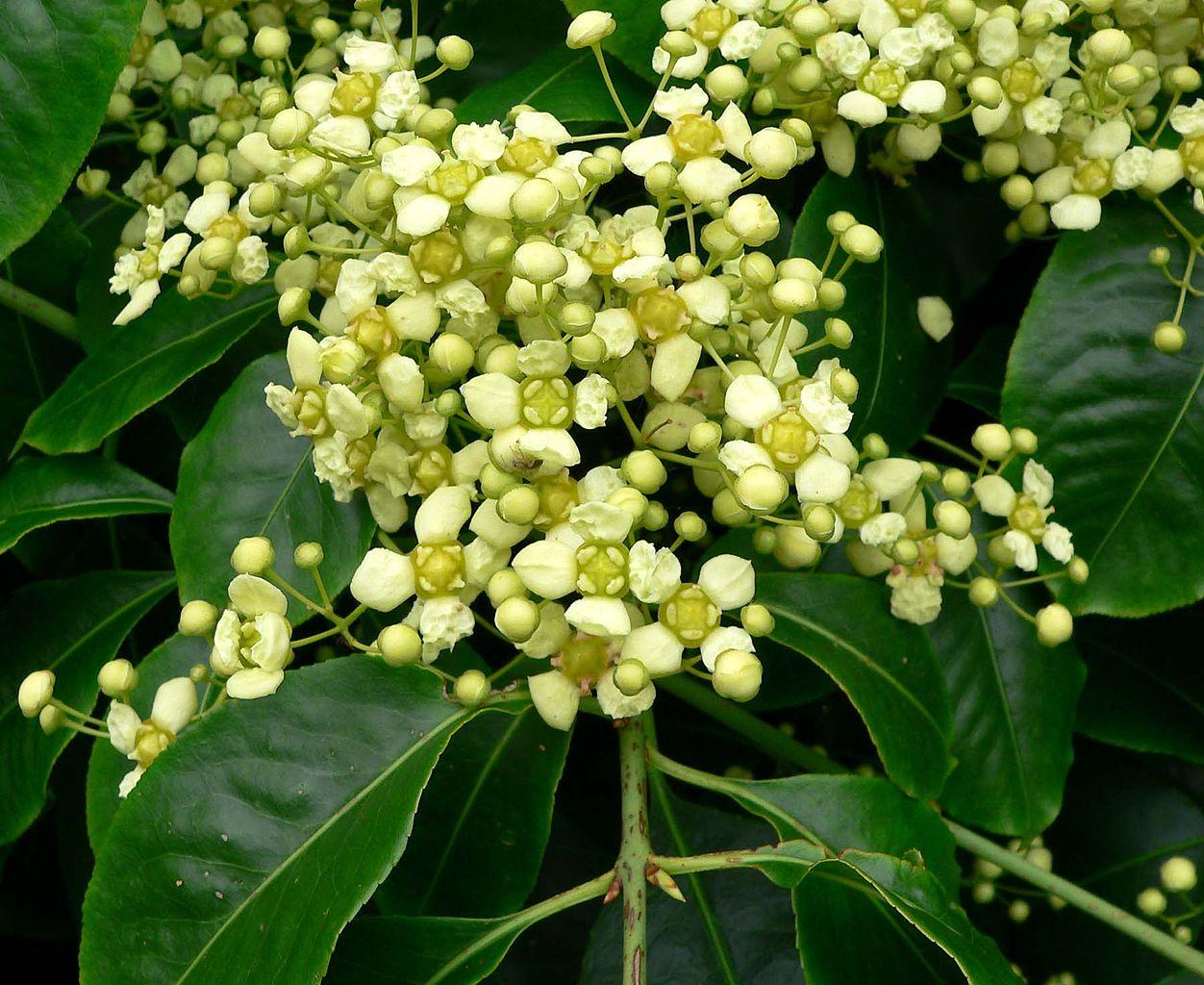 yellow flowers and buds with green leaves and lime stems 