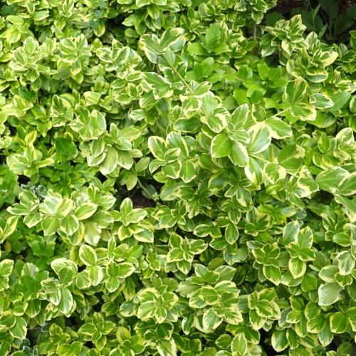 lime-yellow foliage and lime stems