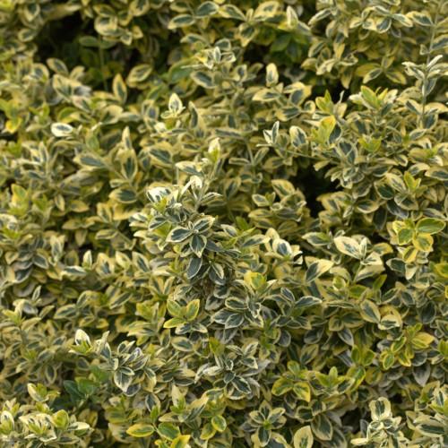 yellow-green foliage and yellow stems