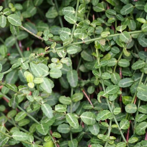 green-yellow foliage with green-burgundy stems