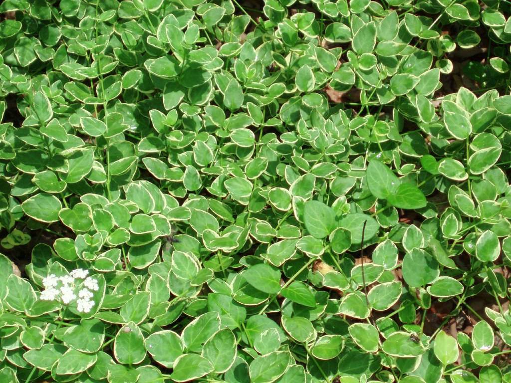 white flowers and white-green leaves with green veins and midribs on green stems