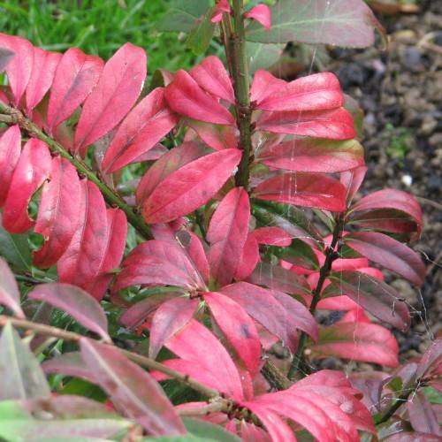 burgundy-red leaves with red veins and midribs on green-red stems