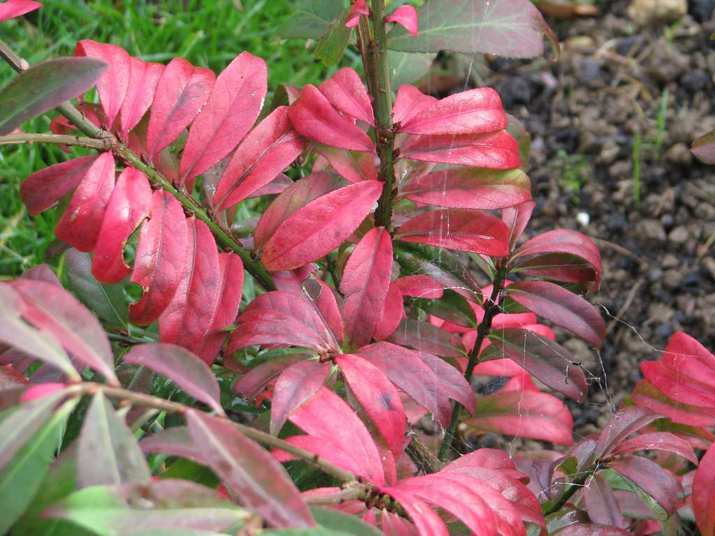 burgundy-red leaves with red veins and midribs on green-red stems