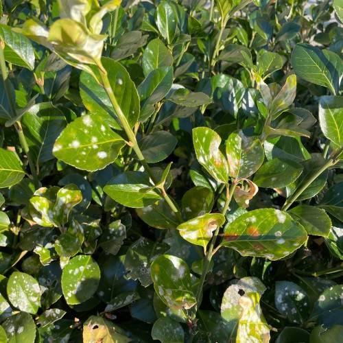 green leaves with yellow-green veins and midribs on yellow-green stems