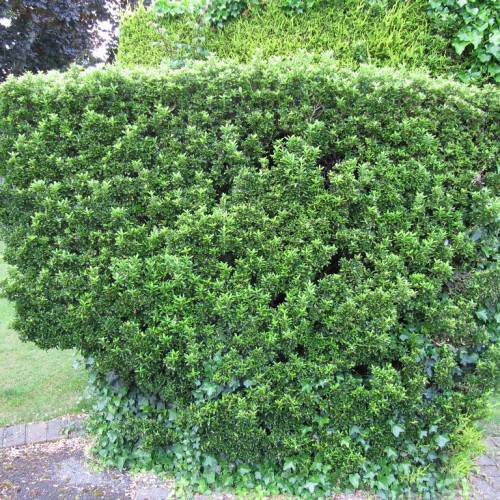 yellow-green leaves with green stems of a green bush