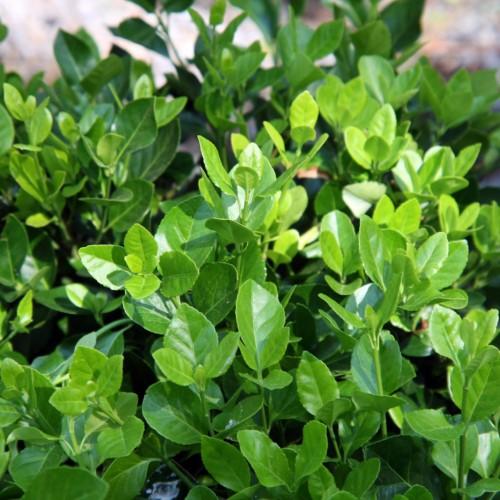 lime-green foliage with green stems