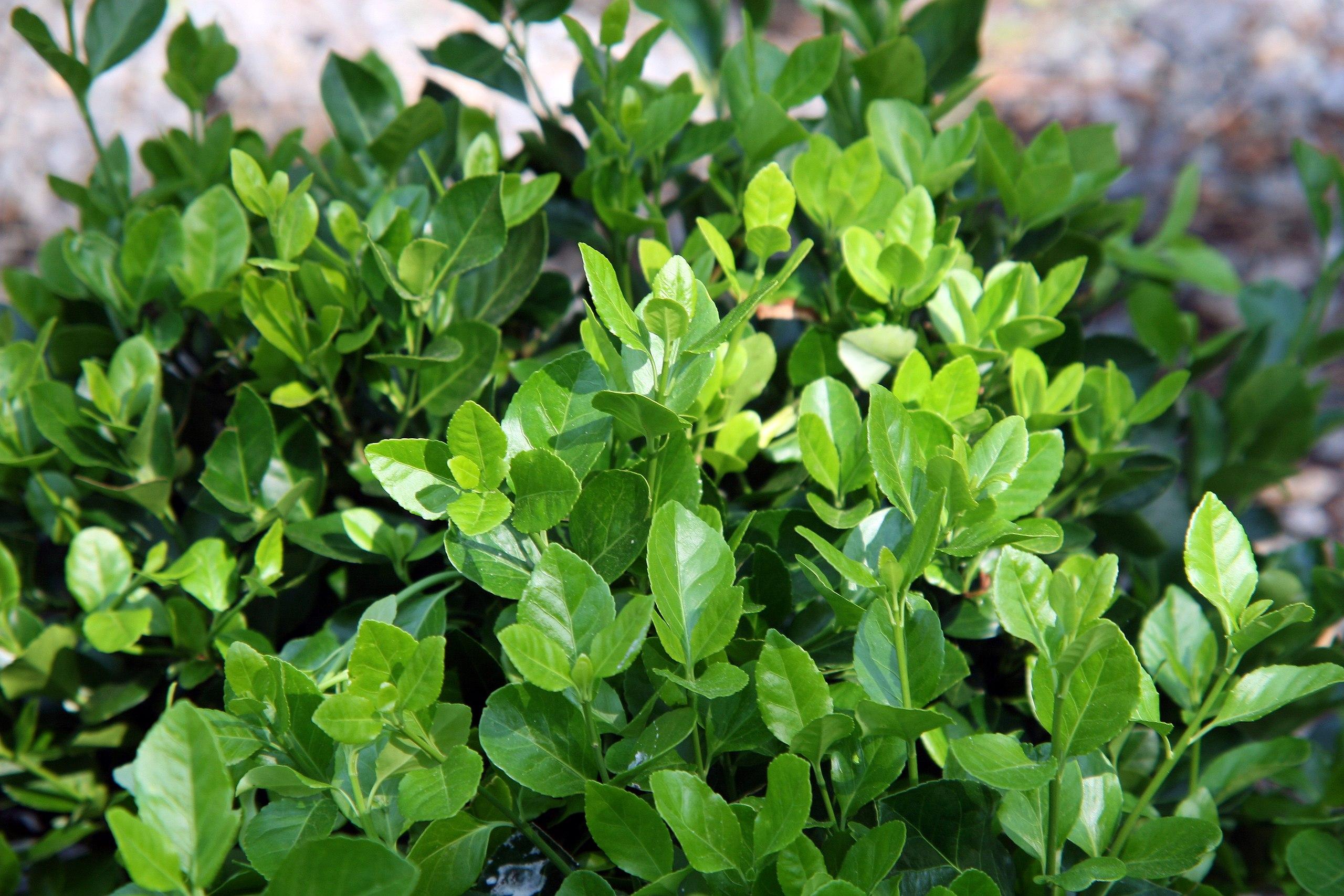 lime-green foliage with green stems 