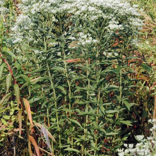 white flowers with light-green stems and dark-green leaves