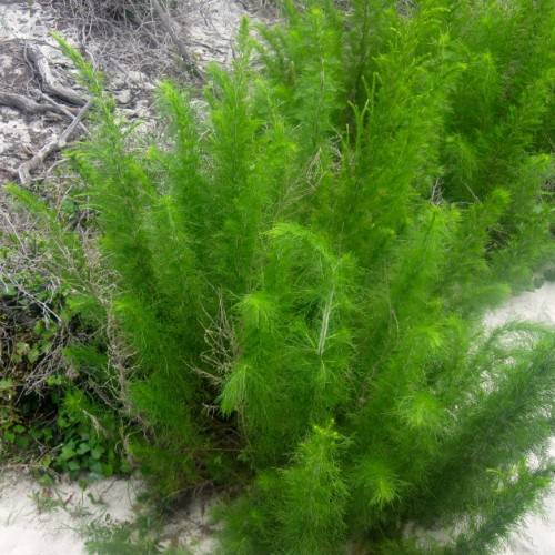 lush-green foliage on green-white stems