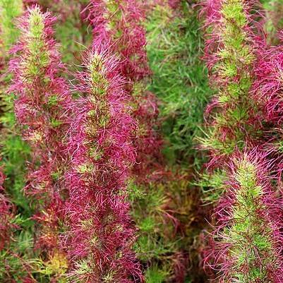 pink-green flowers