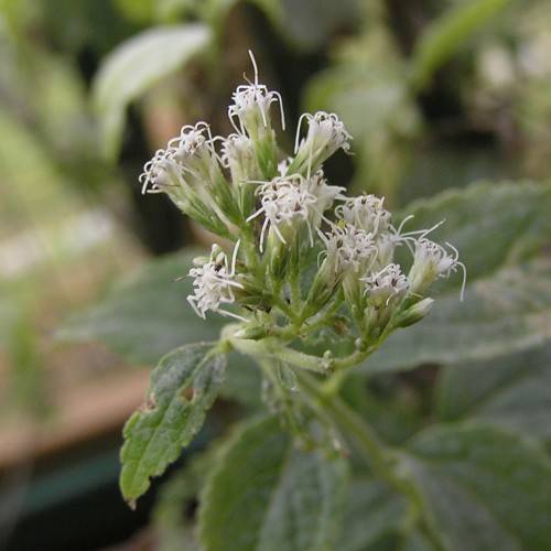 pale-white flowers, pale-green sepals, light-green stems and dark-green leaves