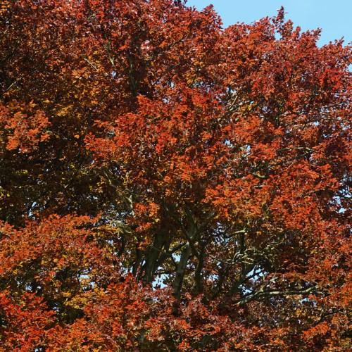 A dense tree with gray-brown trunk, gray-brown branches extending various gray-brown stems filled with red-orange leaves.
