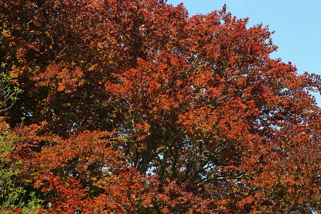 A dense tree with gray-brown trunk, gray-brown branches extending various gray-brown stems filled with red-orange leaves.