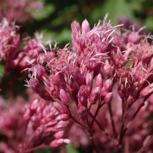 pink flowers with pink buds and dark-pink stems