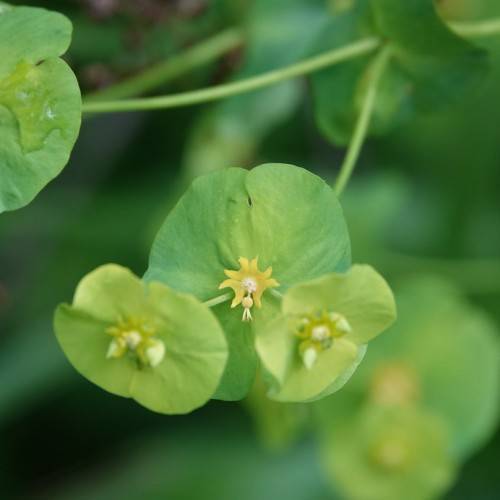 yellow-white flowers with lime-green leaves on light-green stems