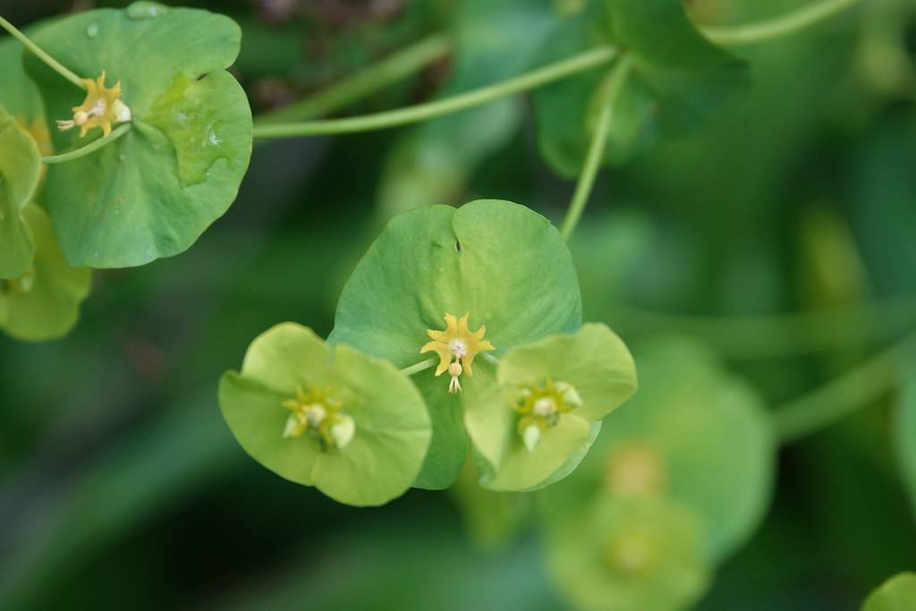 yellow-white flowers with lime-green leaves on light-green stems