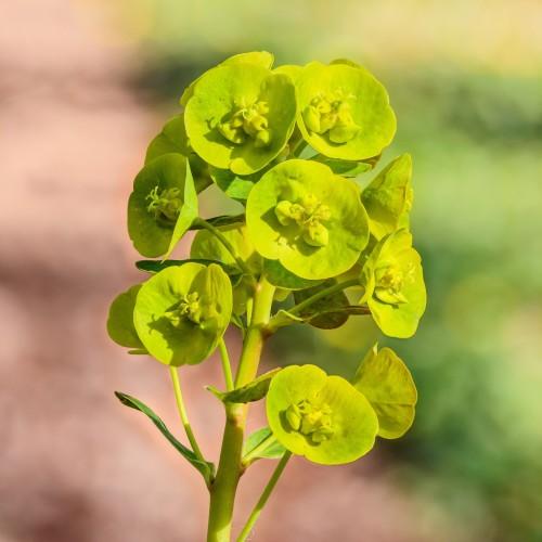lime flowers with lime stamens, stems and lime leaves