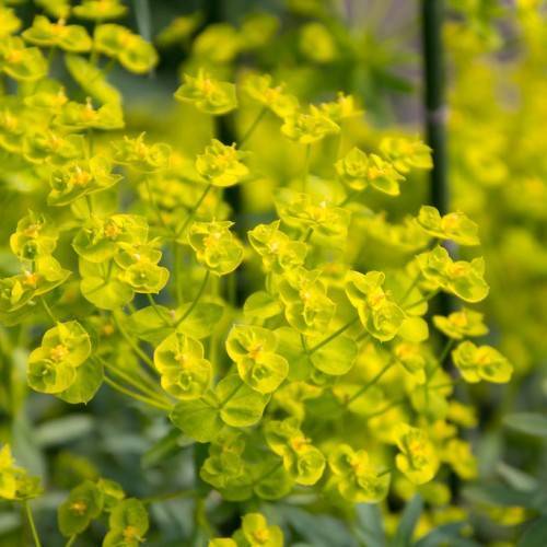 yellow-green flowers with dark-yellow center and stamens, yellow-green leaves and yellow-green stems