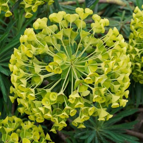 yellow-lime flowers with lime stamens, green leaves and yellow-lime stems 