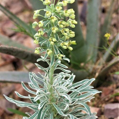 green-yellow flowers with white-green sepals, and white-green leaves on a light-green stem