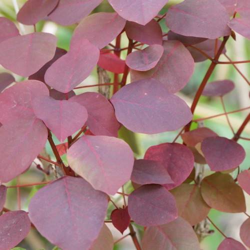 burgundy-pink leaves with pink veins and midribs on red petioles and stems