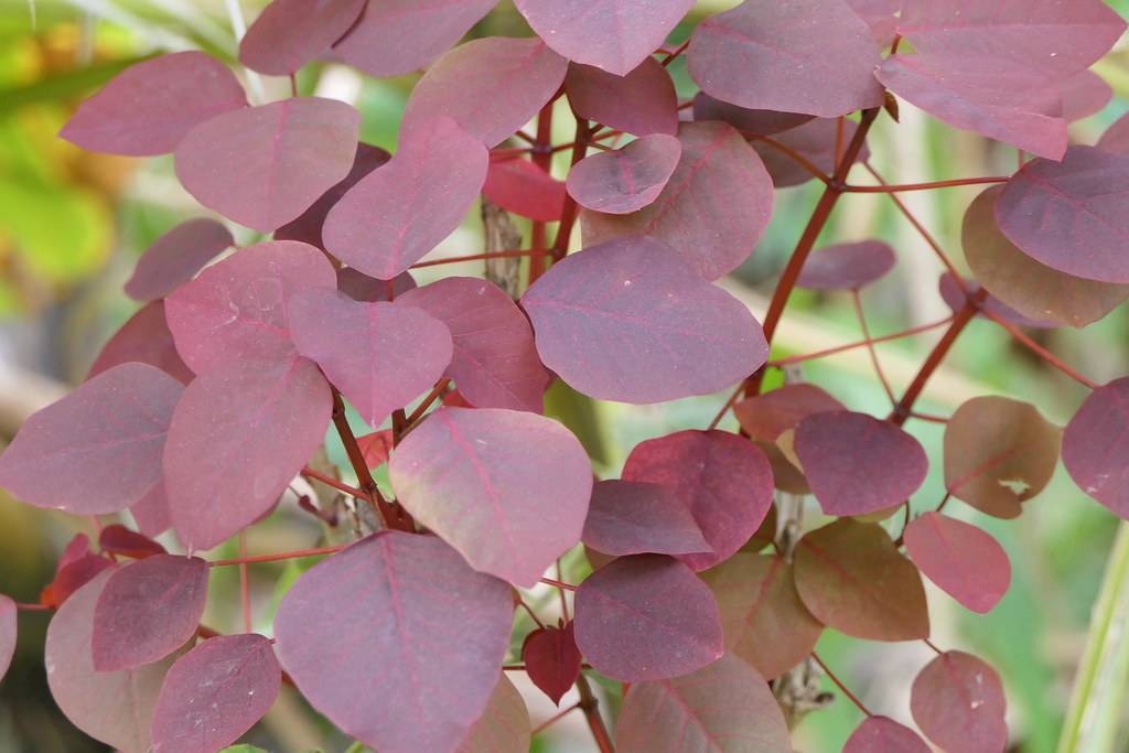 burgundy-pink leaves with pink veins and midribs on red petioles and stems