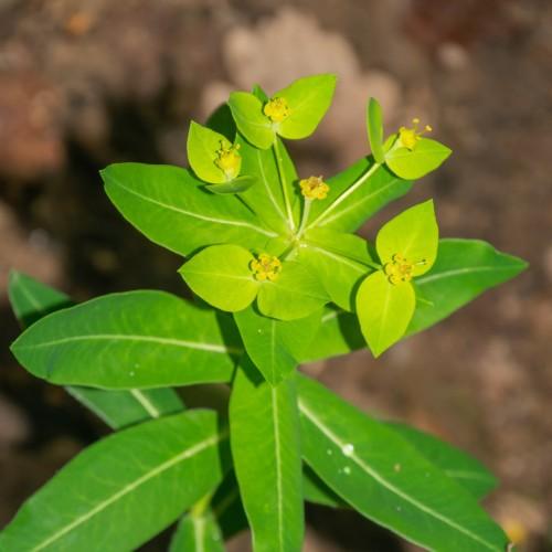 lime-yellow flowers with lime-green leaves and white stems