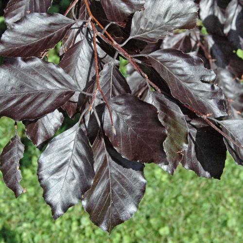 gray-burgundy leaves with brown branches