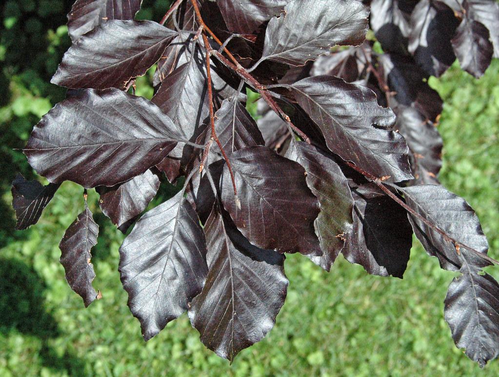 gray-burgundy leaves with brown branches