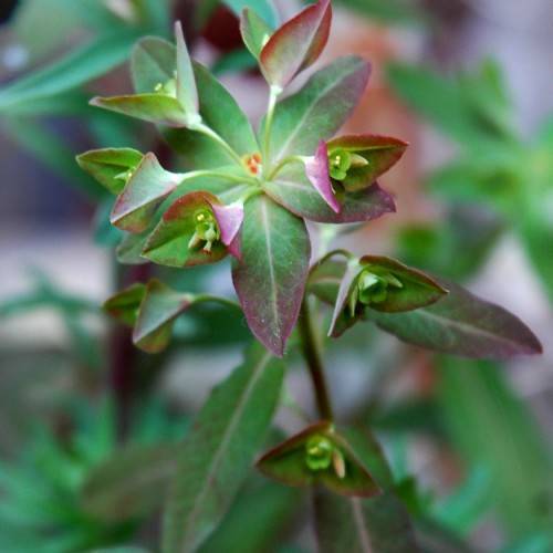 green flowers, purple-green leaves with light-green midribs, lime-green petioles and stems