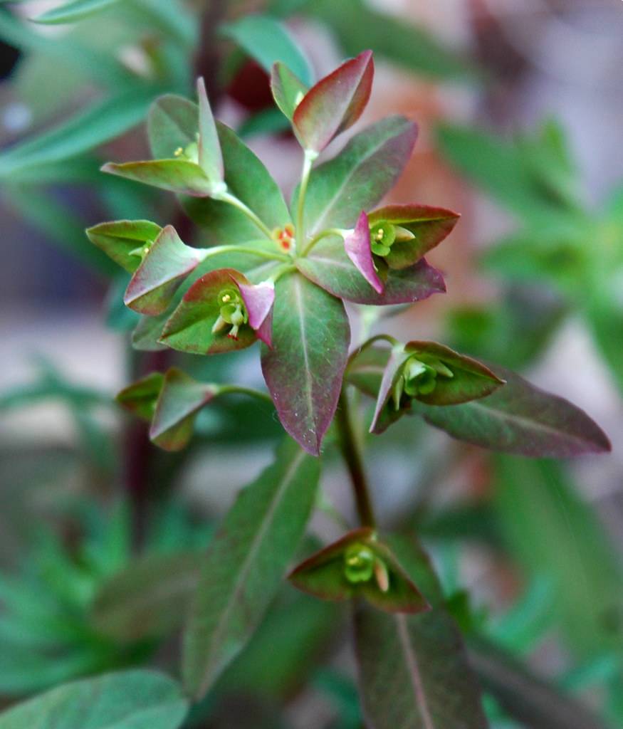 green flowers, purple-green leaves with light-green midribs, lime-green petioles and stems