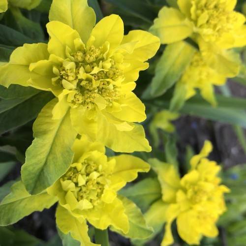 yellow flowers with yellow-center and yellow-green leaves 