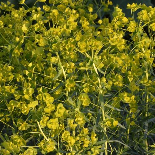 lime-yellow foliage with lime-yellow flowers and yellow stems