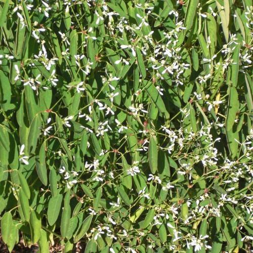 white flowers with green petioles, stems and green leaves