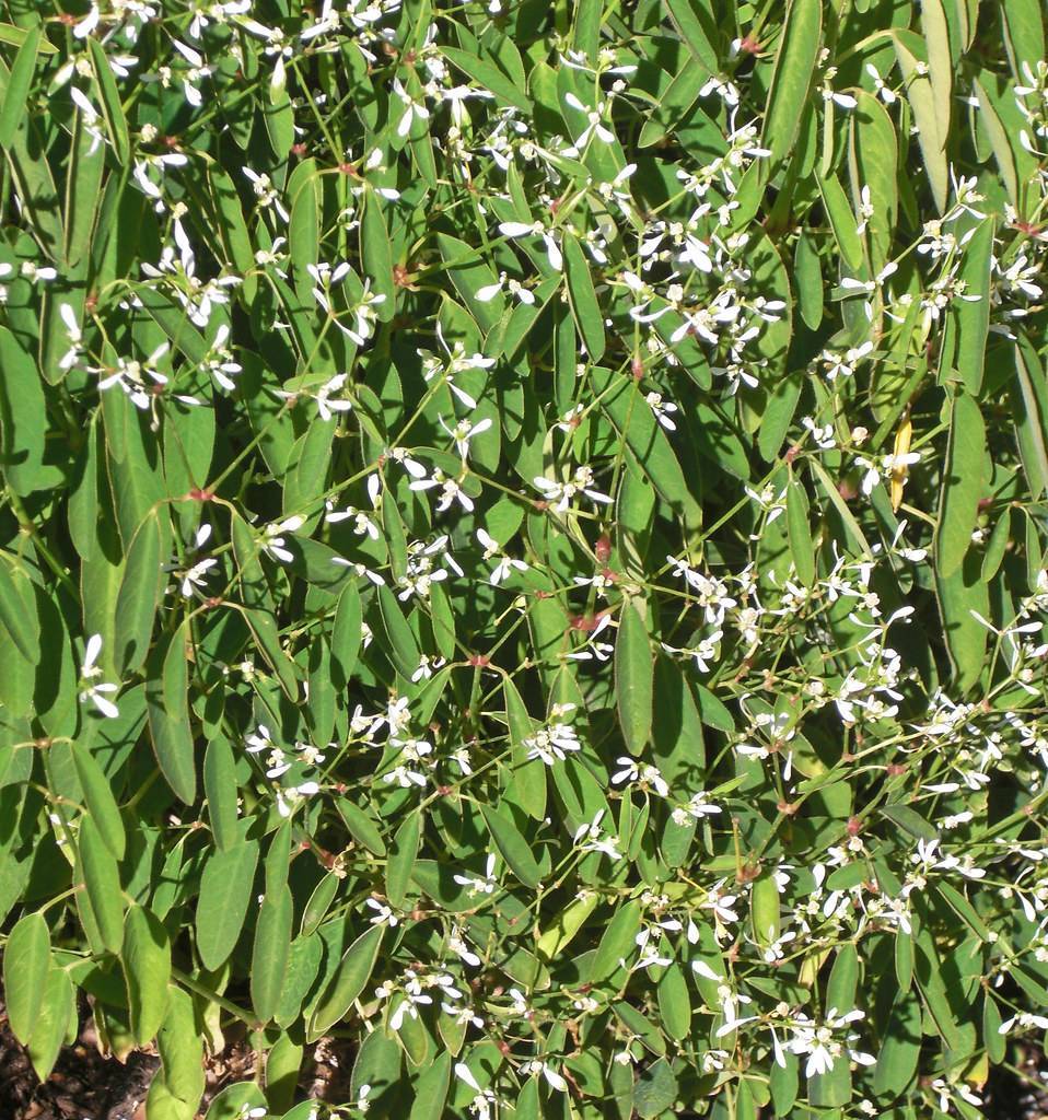 white flowers with green petioles, stems and green leaves