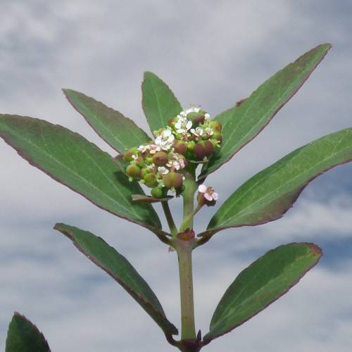 white flowers, purple-green buds, purple-green leaves with light-green veins and midribs and a purple-green stem