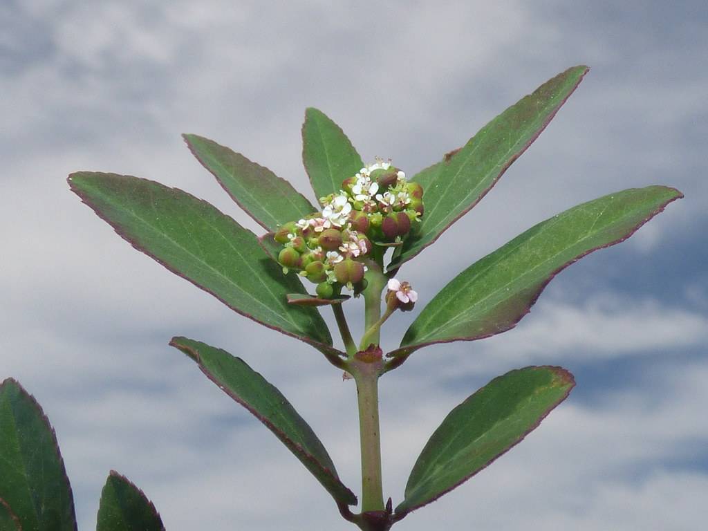 white flowers, purple-green buds, purple-green leaves with light-green veins and midribs and a purple-green stem