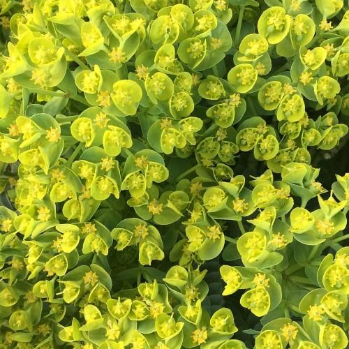 yellow-lime flowers with yellow-lime foliage and stems