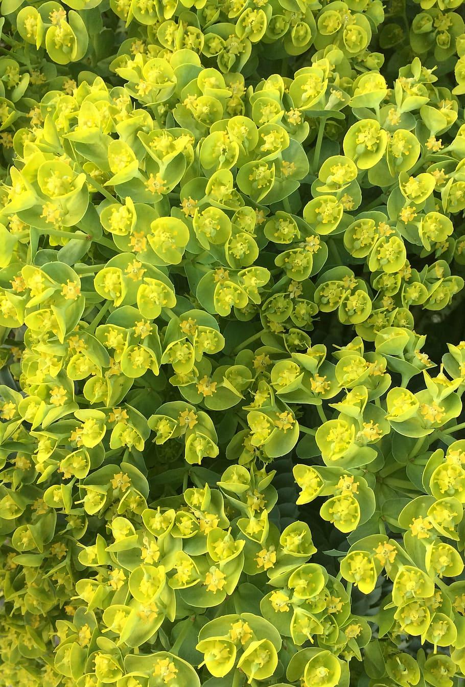 yellow-lime flowers with yellow-lime foliage and stems 