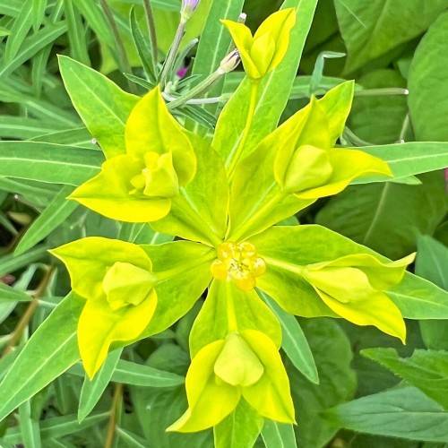 yellow-green flowers with yellow center, yellow-green leaves with light-green midribs; and green-purple buds with light-green stems