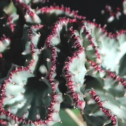a green-magenta shrub
