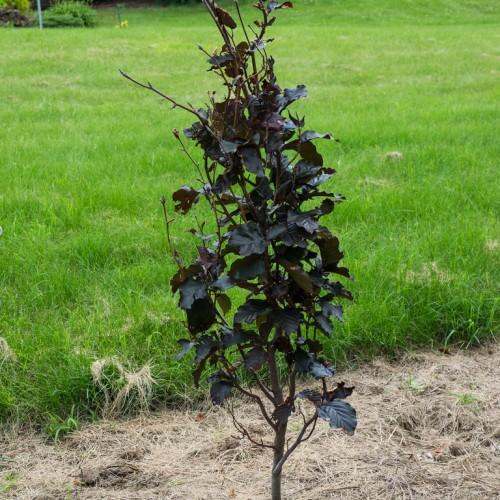 dark-green leaves with brown branches