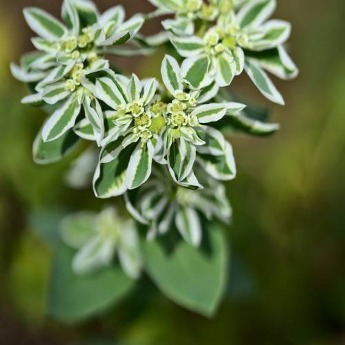 white-yellow flowers and white-green leaves
