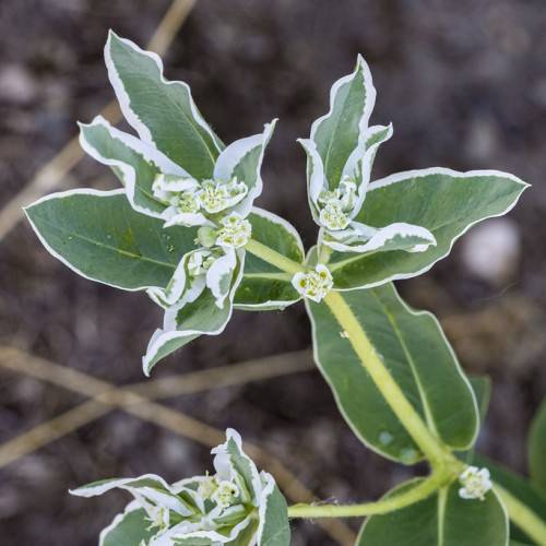 white-yellow flowers with white-yellow stamens, and white-green leaves on yellow-green stems